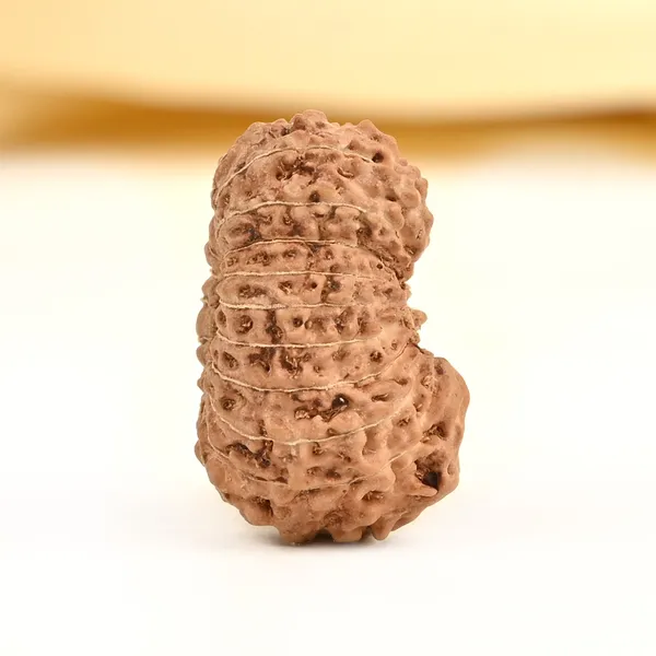 20_Mukhi_From_Java_Indonesia_Cviii