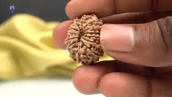 14_Mukhi_From_Nepal_Small_Ccxlv