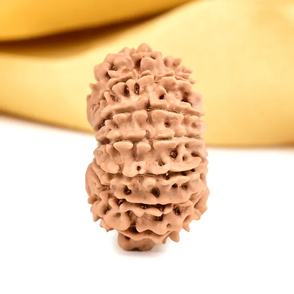 14_Mukhi_From_Nepal_Small_Ccxlv
