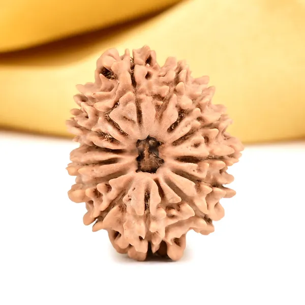 14_Mukhi_From_Nepal_Small_Ccxlv