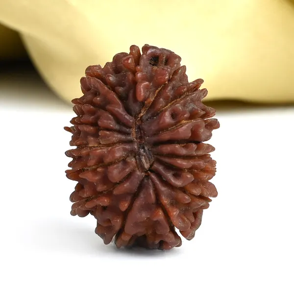 16_Mukhi_Rudraksha_Bead_Nepal_Tiny