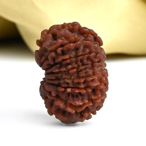 16_Mukhi_Rudraksha_Bead_Nepal_Tiny