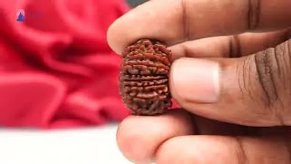 16_Mukhi_Rudraksha_Bead_Nepal_Tiny