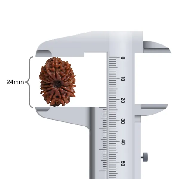 16_Mukhi_Rudraksha_Bead_Nepal_Tiny