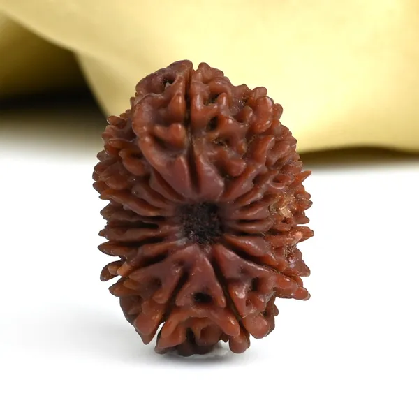 16_Mukhi_Rudraksha_Bead_Nepal_Tiny