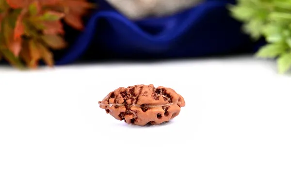 1_Mukhi_From_Java_Indonesia_Large_Xli