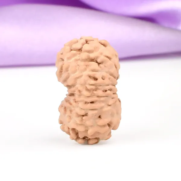 14_Mukhi_Rudraksha_Bead_Java_Indonesia