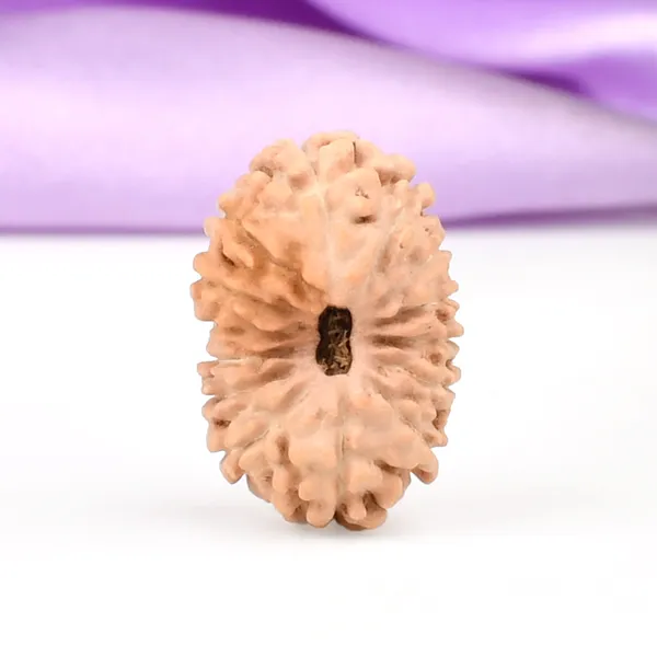 14_Mukhi_Rudraksha_Bead_Java_Indonesia