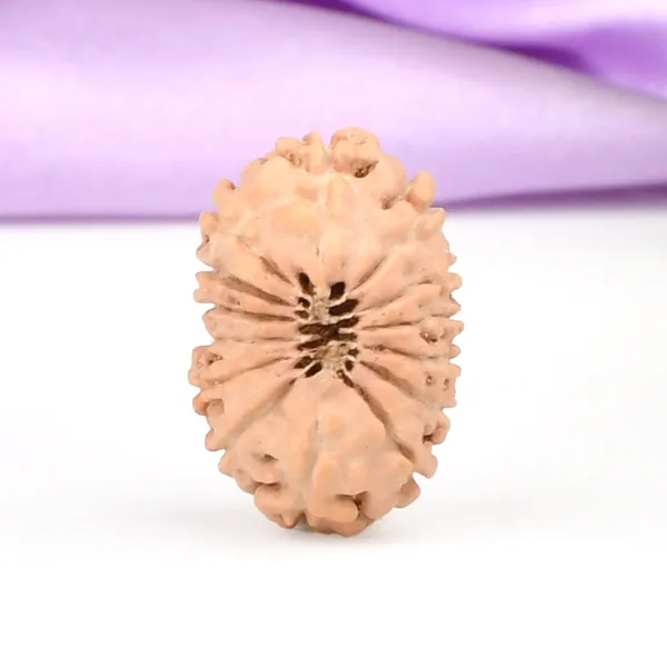 14_Mukhi_Rudraksha_Bead_Java_Indonesia
