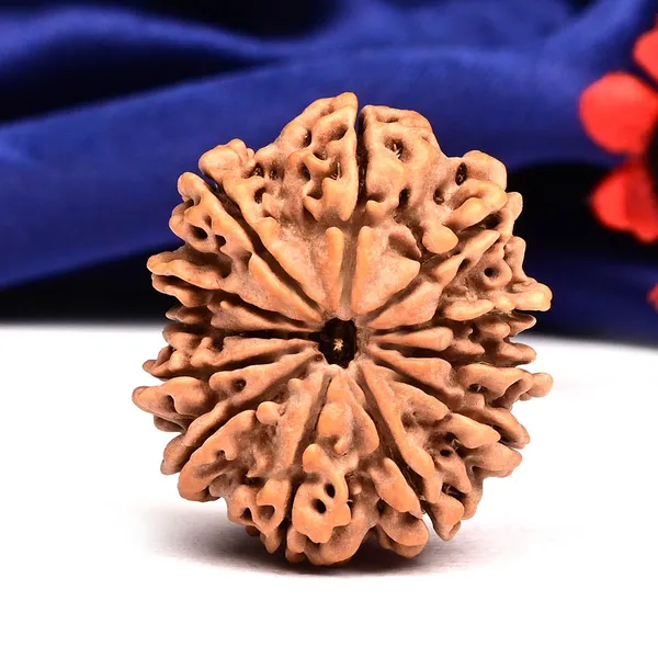 Techpandit_12_Mukhi_Rudraksha_Bead_Nepal_Large