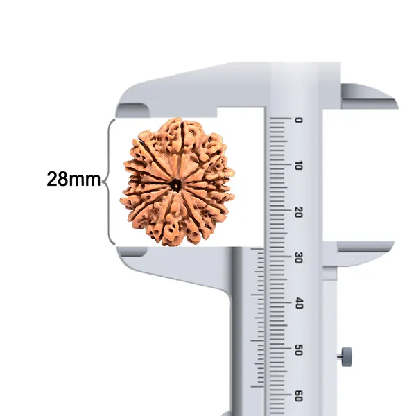 Techpandit_12_Mukhi_Rudraksha_Bead_Nepal_Large