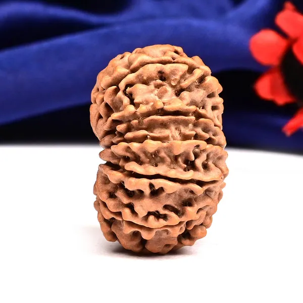 Techpandit_12_Mukhi_Rudraksha_Bead_Nepal_Large