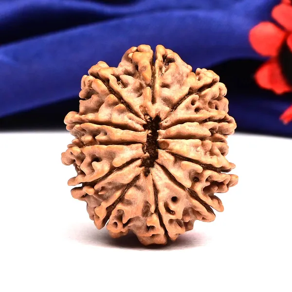 Techpandit_12_Mukhi_Rudraksha_Bead_Nepal_Large