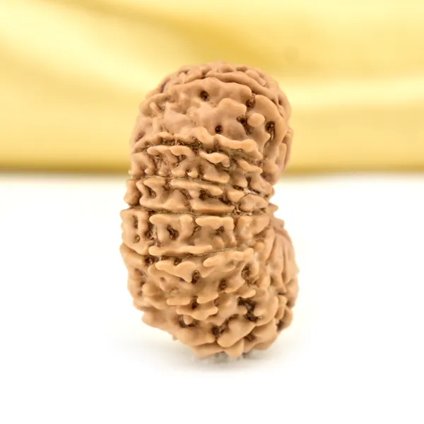 14_Mukhi_From_Nepal_Small_Cclxxiv