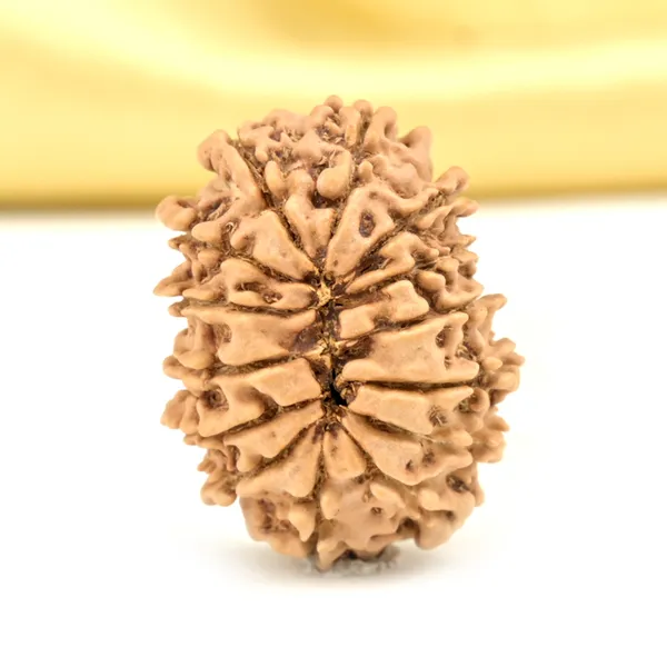 14_Mukhi_From_Nepal_Small_Cclxxiv