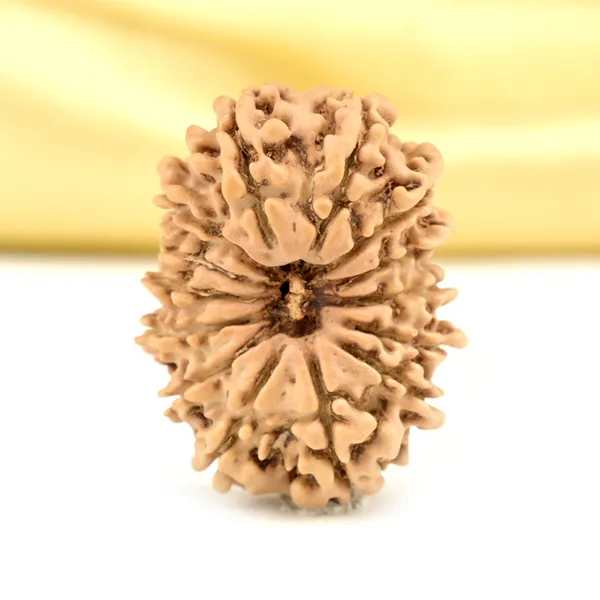 14_Mukhi_From_Nepal_Small_Cclxxiv