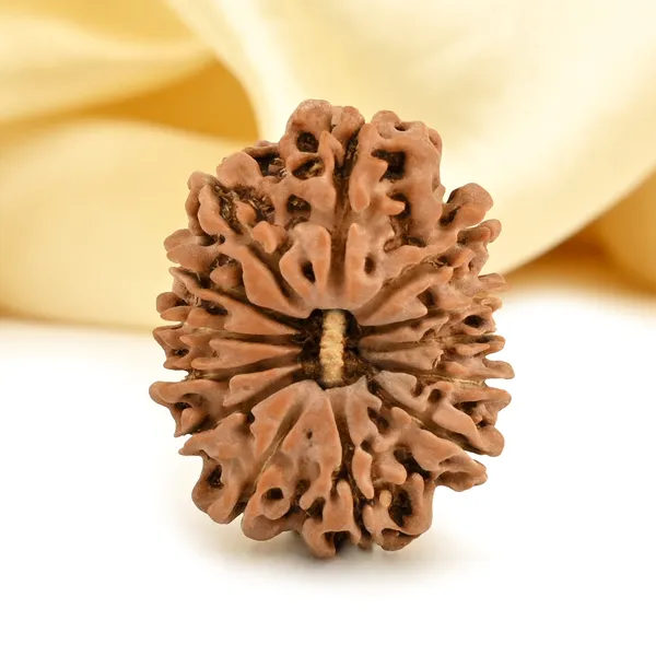 13_Mukhi_From_Nepal_Small_Cdii