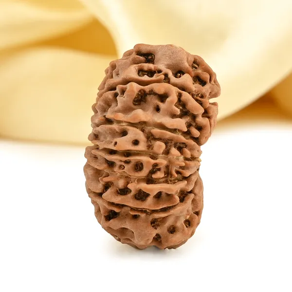 13_Mukhi_From_Nepal_Small_Cdii