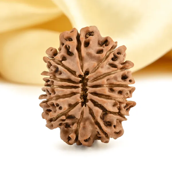 13_Mukhi_From_Nepal_Small_Cdii