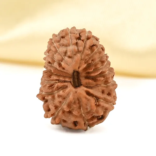 16_Mukhi_Rudraksha_Bead_Indonesia