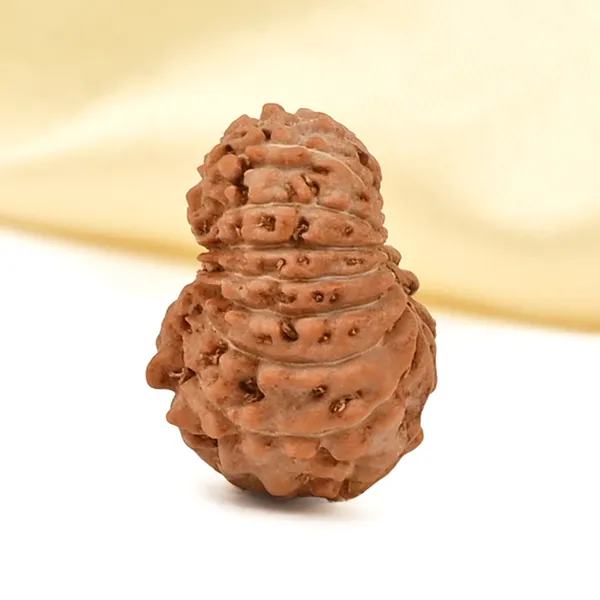 16_Mukhi_Rudraksha_Bead_Indonesia