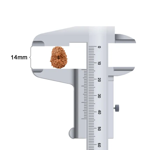 16_Mukhi_Rudraksha_Bead_Indonesia