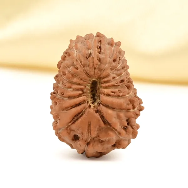 16_Mukhi_Rudraksha_Bead_Indonesia