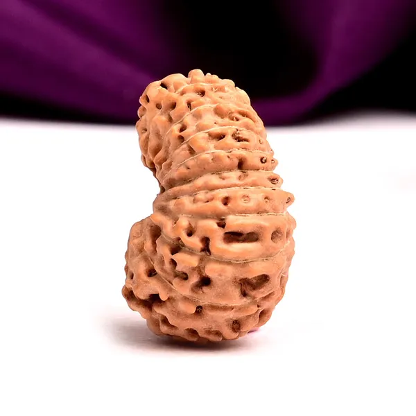 19_Mukhi_From_Java_Indonesia_Large_Lii