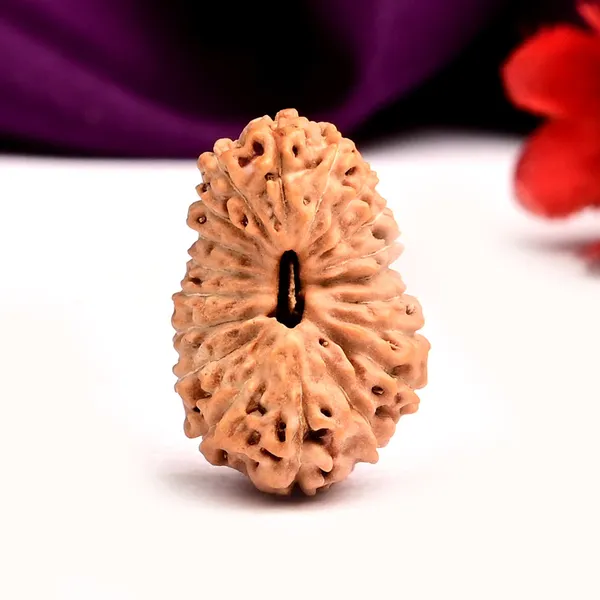 19_Mukhi_From_Java_Indonesia_Large_Lii