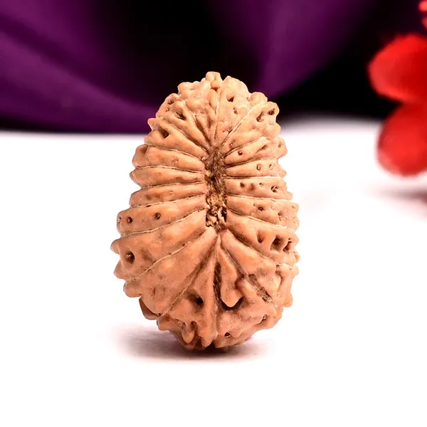 19_Mukhi_From_Java_Indonesia_Large_Lii