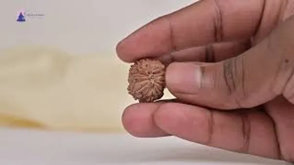 14_Mukhi_From_Nepal_Tiny_Xxii