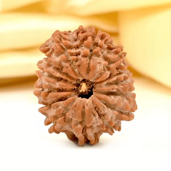 14_Mukhi_From_Nepal_Tiny_Xxii