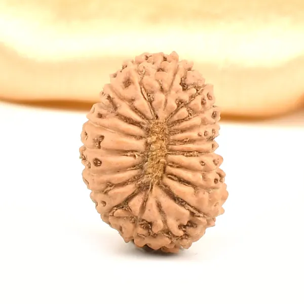 19_Mukhi_From_Java_Indonesia_Large_Lxxvii