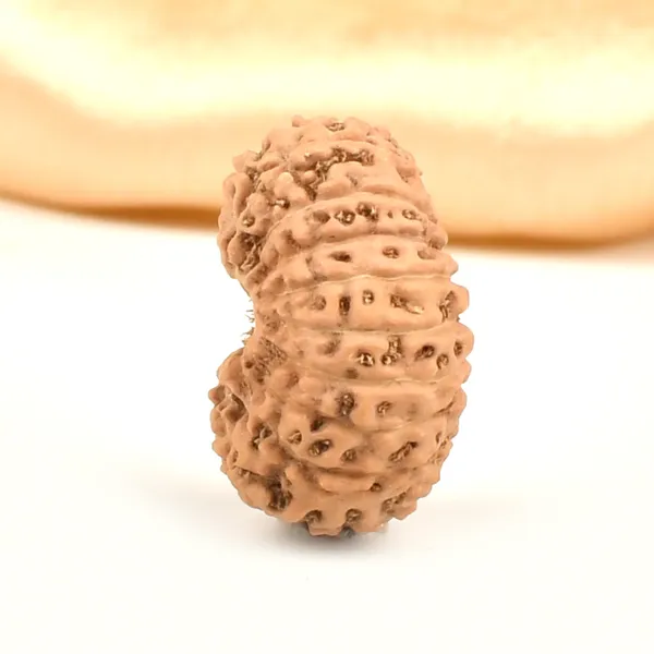 19_Mukhi_From_Java_Indonesia_Large_Lxxvii