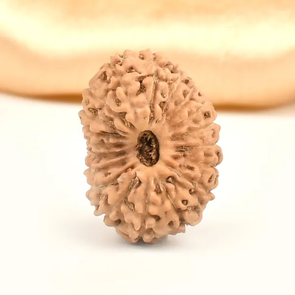 19_Mukhi_From_Java_Indonesia_Large_Lxxvii