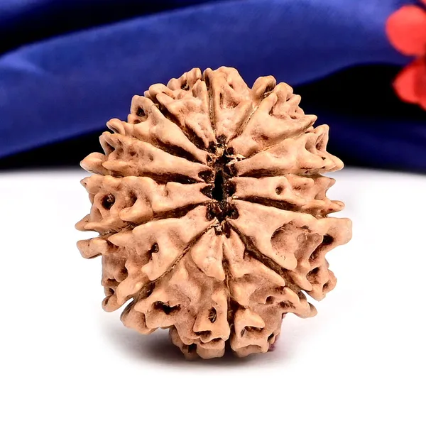 Techpandit_12_Mukhi_Rudraksha_Bead_Nepal_Large