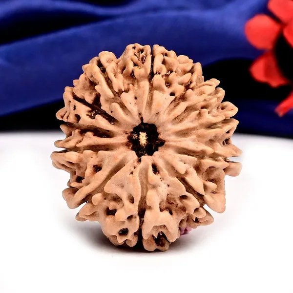 Techpandit_12_Mukhi_Rudraksha_Bead_Nepal_Large