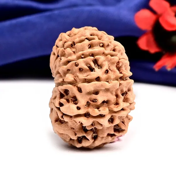 Techpandit_12_Mukhi_Rudraksha_Bead_Nepal_Large