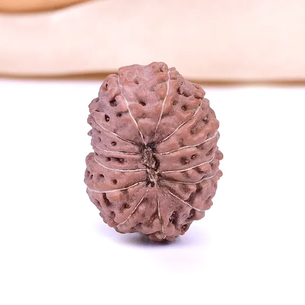 13_Mukhi_From_Java_Indonesia_Ccviii