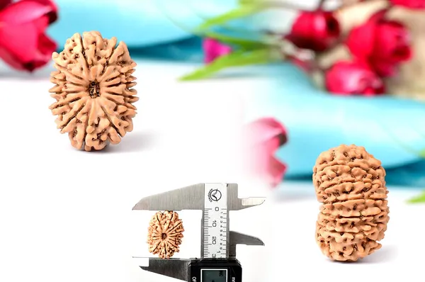 Techpandit_13_Mukhi_Nepal_Rudraksha_Bead