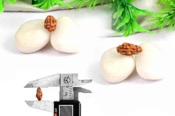1_Mukhi_From_Java_Indonesia_Large_L
