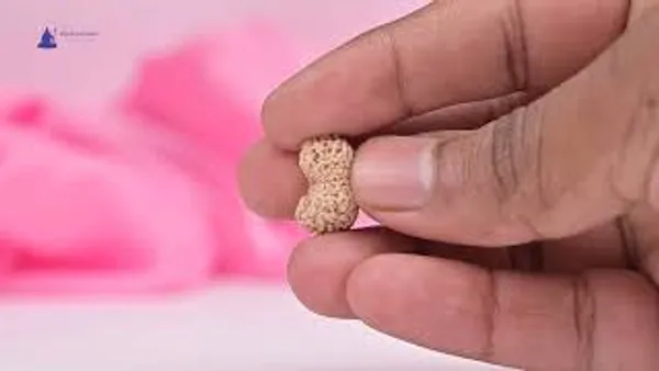 19_Mukhi_From_Java_Indonesia_Large_Lxxxii