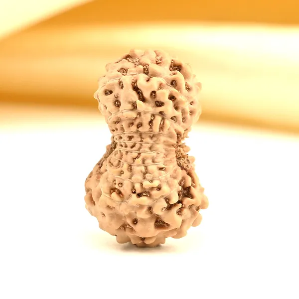 19_Mukhi_From_Java_Indonesia_Large_Lxxxii