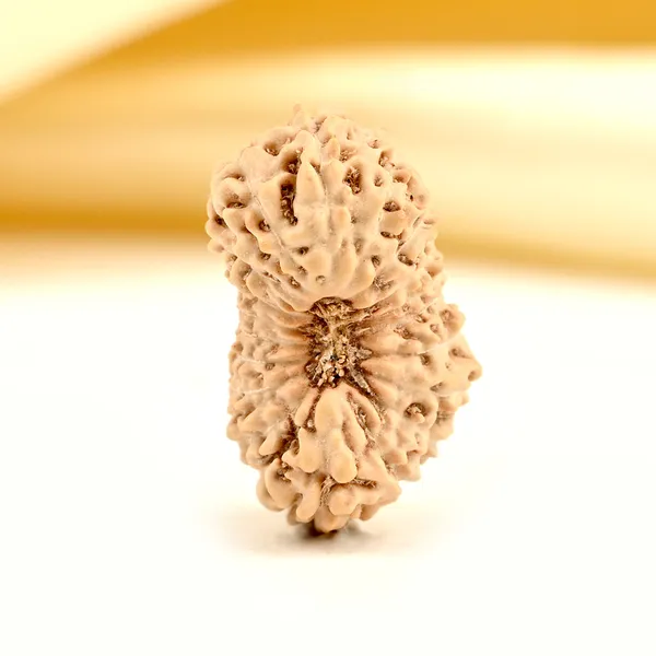 19_Mukhi_From_Java_Indonesia_Large_Lxxxii