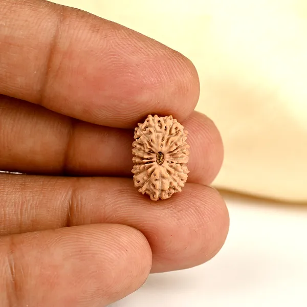 Techpandit_17_Mukhi_Java_Indonesia_Rudraksha_Bead