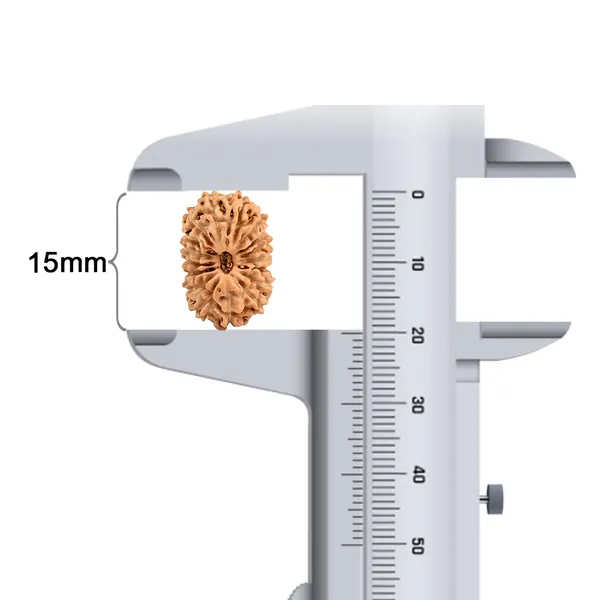Techpandit_17_Mukhi_Java_Indonesia_Rudraksha_Bead