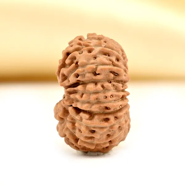 Techpandit_17_Mukhi_Java_Indonesia_Rudraksha_Bead