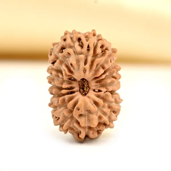 Techpandit_17_Mukhi_Java_Indonesia_Rudraksha_Bead