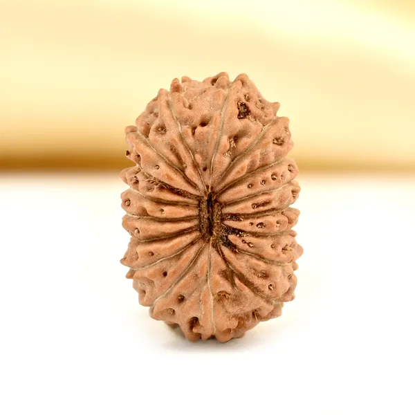 Techpandit_17_Mukhi_Java_Indonesia_Rudraksha_Bead