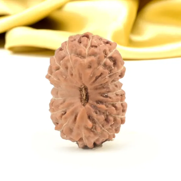 16_Mukhi_From_Java_Indonesia_Small_Cxliv